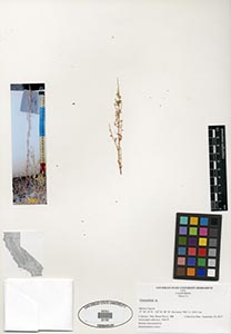 Herbarium Sheet of 